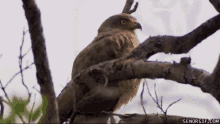 Large Bird Eagle GIF - Large Bird Eagle Falcon GIFs