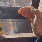 Parrot Come GIF - Parrot Come Hand GIFs