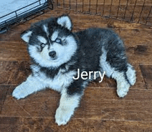 Jerry GIF - Jerry GIFs