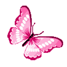 borboletas butterflies beautiful fly pink