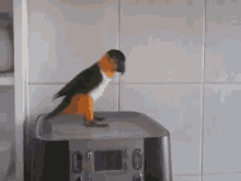 Yes Parrot Dance GIF