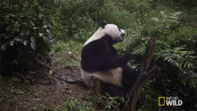 Yawning Nat Geo Wild GIF - Yawning Nat Geo Wild National Panda Day GIFs