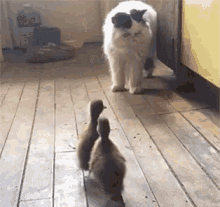 Ducks Attacks GIF - Ducks Attacks Cat GIFs