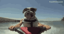 doggo doge dog bulldog jet ski
