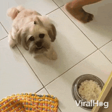 Can I Eat Now Dog GIF - Can I Eat Now Dog Viralhog GIFs