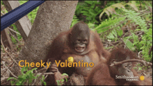 Ape Monkey GIF