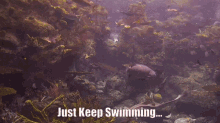 Just Keep Swimming Fish GIF - Just Keep Swimming Fish Sea GIFs