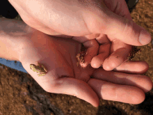 Frog GIF - Frog GIFs