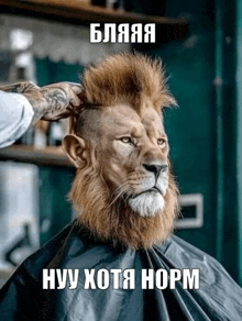 a lion with a mohawk is getting its hair cut by a barber .
