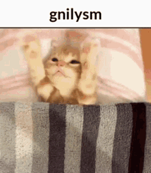 Good Night GIF - Good Night Kitty GIFs