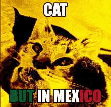 a picture of a cat with the words cat but in mexico on it