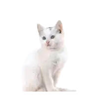 a white cat is sitting under a question mark
