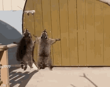 Raccoons Funny GIF - Raccoons Funny GIFs