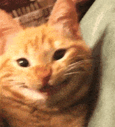 Grinning Cat Smiling Cat GIF - Grinning Cat Smiling Cat Grinning Orange Cat GIFs