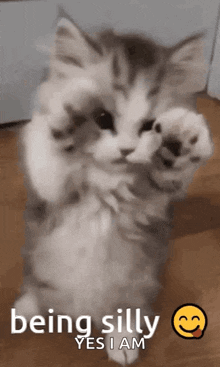 Being Silly Hey GIF - Being Silly Hey Cute Kitty GIFs