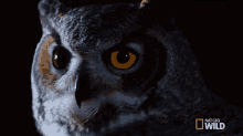Huh Great Horned Owl On The Hunt GIF - Huh Great Horned Owl On The Hunt What GIFs