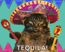 Cat Sombrero GIF - Cat Sombrero Mexican GIFs