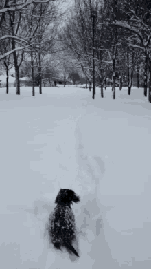 Teckel Snow GIF - Teckel Snow Dog GIFs