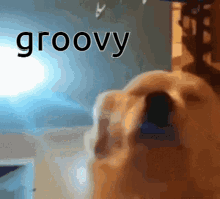 Dog Meme GIF - Dog Meme Vibe GIFs