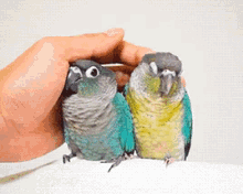 birds love cuddle