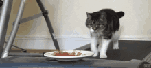 When I'M Working But All I Can Think About Is Food GIF - Cat Treadmill Food GIFs