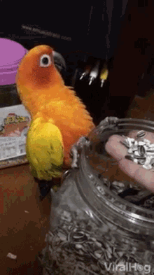 Bird Parrot GIF - Bird Parrot Seds GIFs