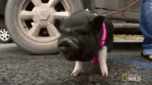 Pet Pig! GIF - Leash Walking My Pig Pigs GIFs