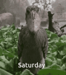 Saturday Day Of The Week GIF - Saturday Day Of The Week Days Of The Week GIFs