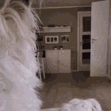 Komballist Curious GIF - Komballist Curious Dogs GIFs