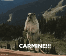 Carmine Scream GIF - Carmine Scream Beaver GIFs