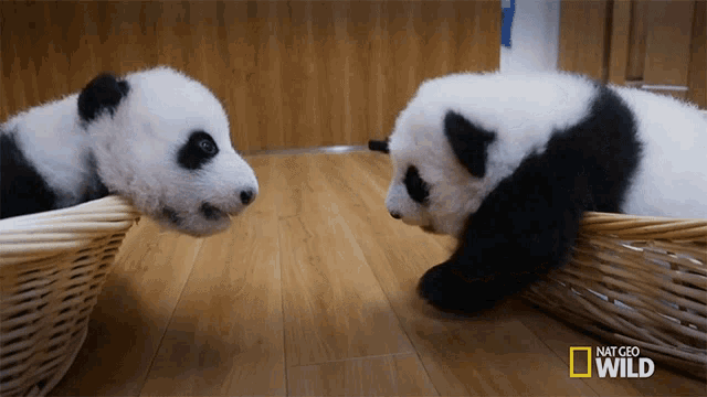 Cute Pandas GIFs | Tenor
