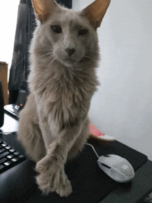 a fluffy cat sitting on a desk next to a computer mouse