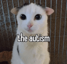 Cat Autism GIF - Cat Autism The Autism GIFs