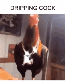 Cock Balls GIF - Cock Balls Dripping GIFs