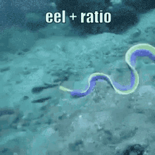 Eel Eels GIF - Eel Eels Shrimple GIFs