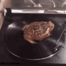 Frog Spin GIF - Frog Spin Vinyl Record GIFs