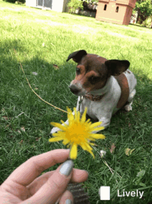 Dog Eat GIF - Dog Eat Flower GIFs
