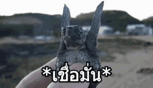a person is holding a baby sea turtle with its wings outstretched in their hand .