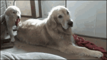Puppy Drags GIF - Puppy Drags Blanket GIFs