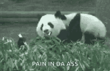 Me When Im Eating Panda GIF - Me When Im Eating Panda Hungry GIFs