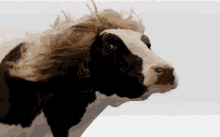 Luciendo Mi Melena - Vaca Con Melena GIF
