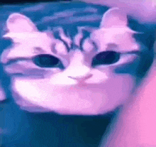 a close up of a cat 's face with a pink background .