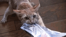 Kitty Turns Into A Possesive Treat Monster GIF - Cat Kitten Food GIFs