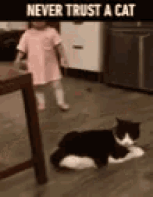 Never Trust A Cat Funny Animals GIF