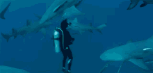 In The Middle Of Sharks Great White Shark GIF
