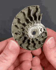 Ammonite Special GIF - Ammonite Special Cool GIFs