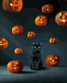 https://media.tenor.com/yGG0U-vHTN4AAAAM/cat-happy-halloween.gif