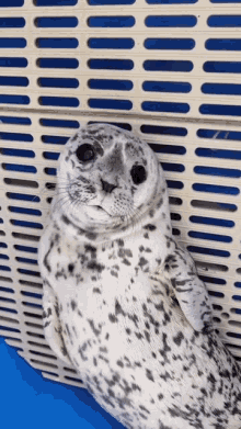 Staring Marine Mammal Rescue GIF - Staring Marine Mammal Rescue Baby Seal GIFs