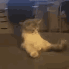 GIF