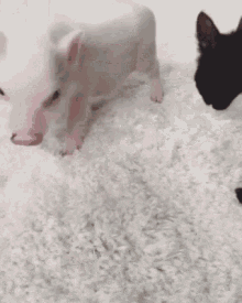 Cat Pig GIF - Cat Pig Lick GIFs